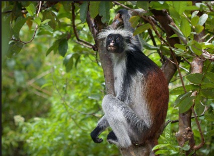 Red Colobus Monkey